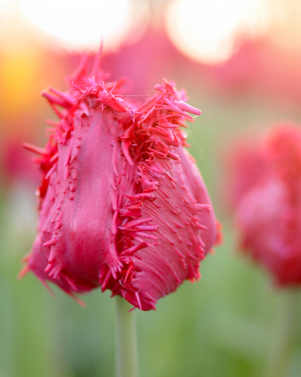 Tulip 'Barbados'