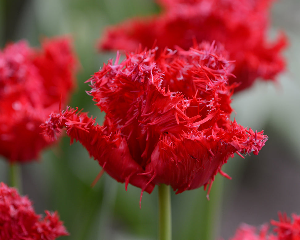 Tulip 'Barbados'