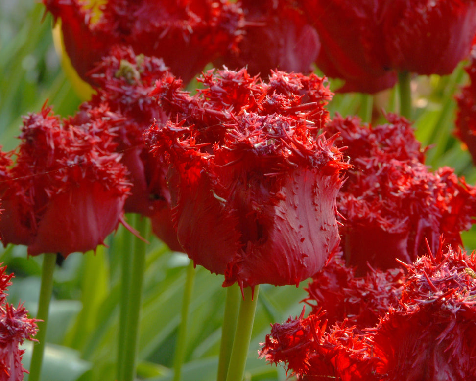 Tulip 'Barbados'