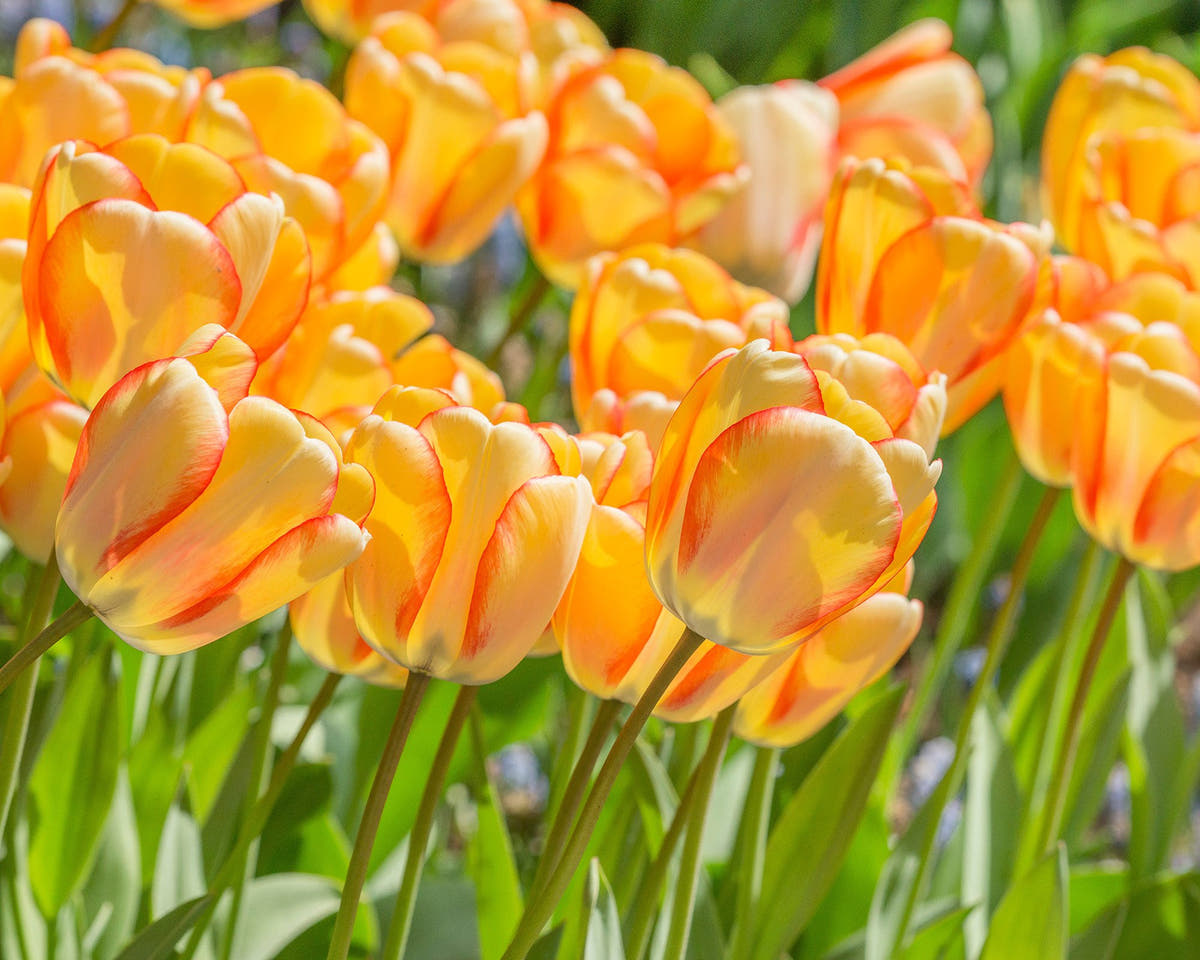 Flower BulbsBeauty of Spring Bulbs UK - 4