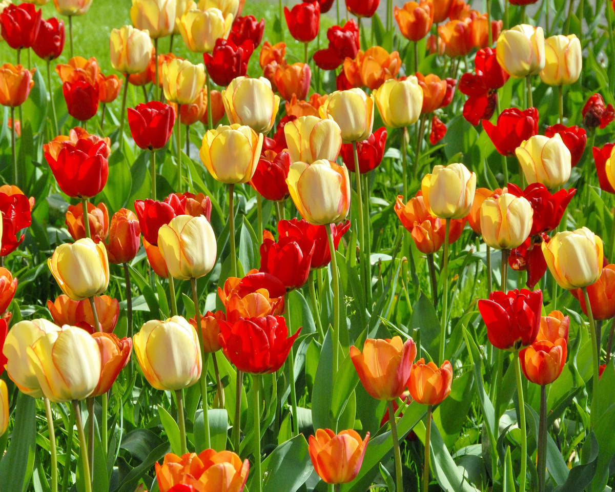 Flower BulbsBeauty of Spring Bulbs UK - 5