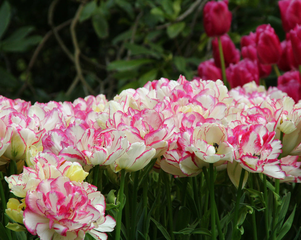 Tulip 'Belicia'