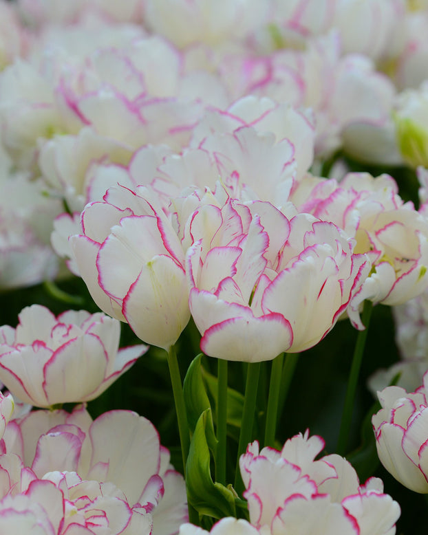 Flower BulbsBelicia Bulbs UK - 1