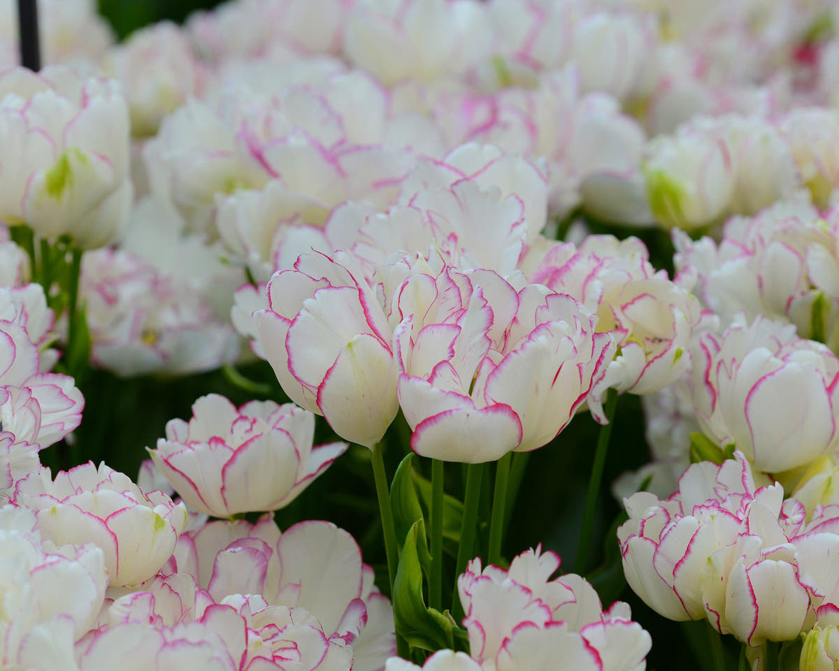 Flower BulbsBelicia Bulbs UK - 3