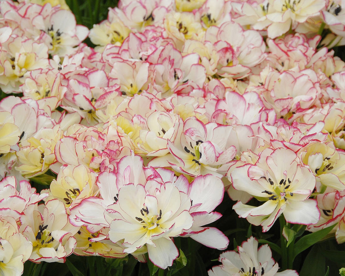 Flower BulbsBelicia Bulbs UK - 4