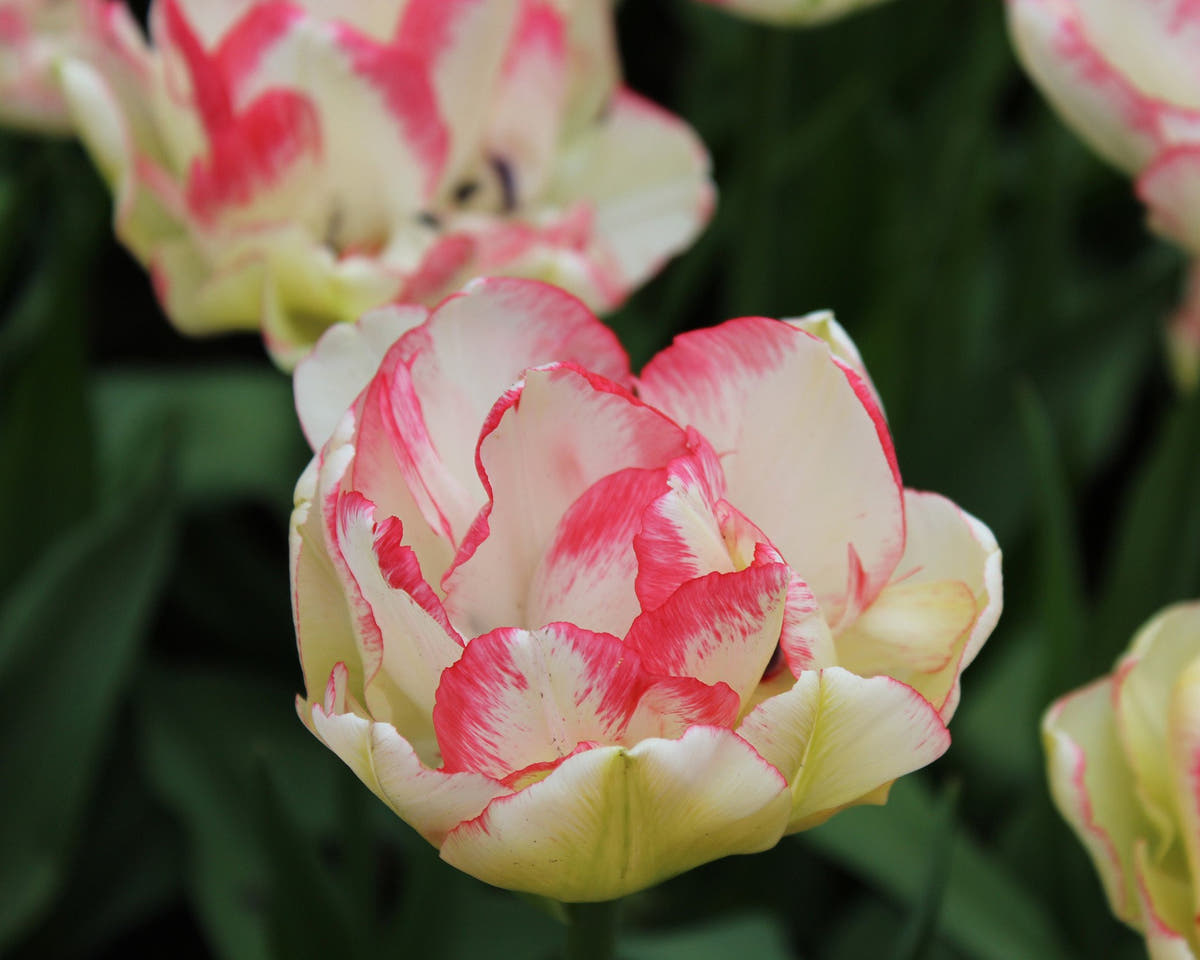 Flower BulbsBelicia Bulbs UK - 5