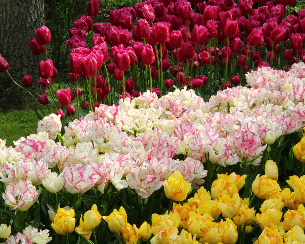 Tulip 'Belicia'