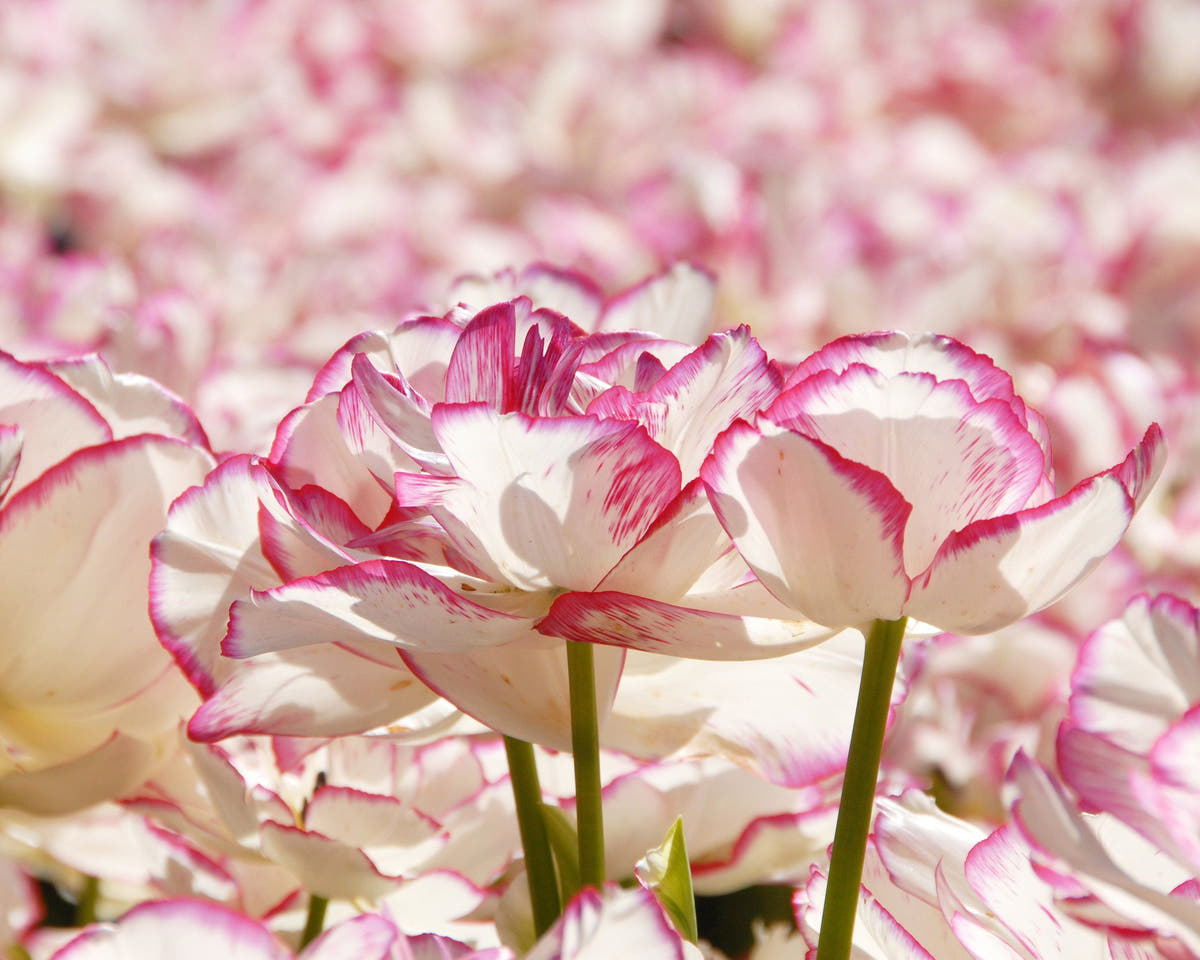 Flower BulbsBelicia Bulbs UK - 2