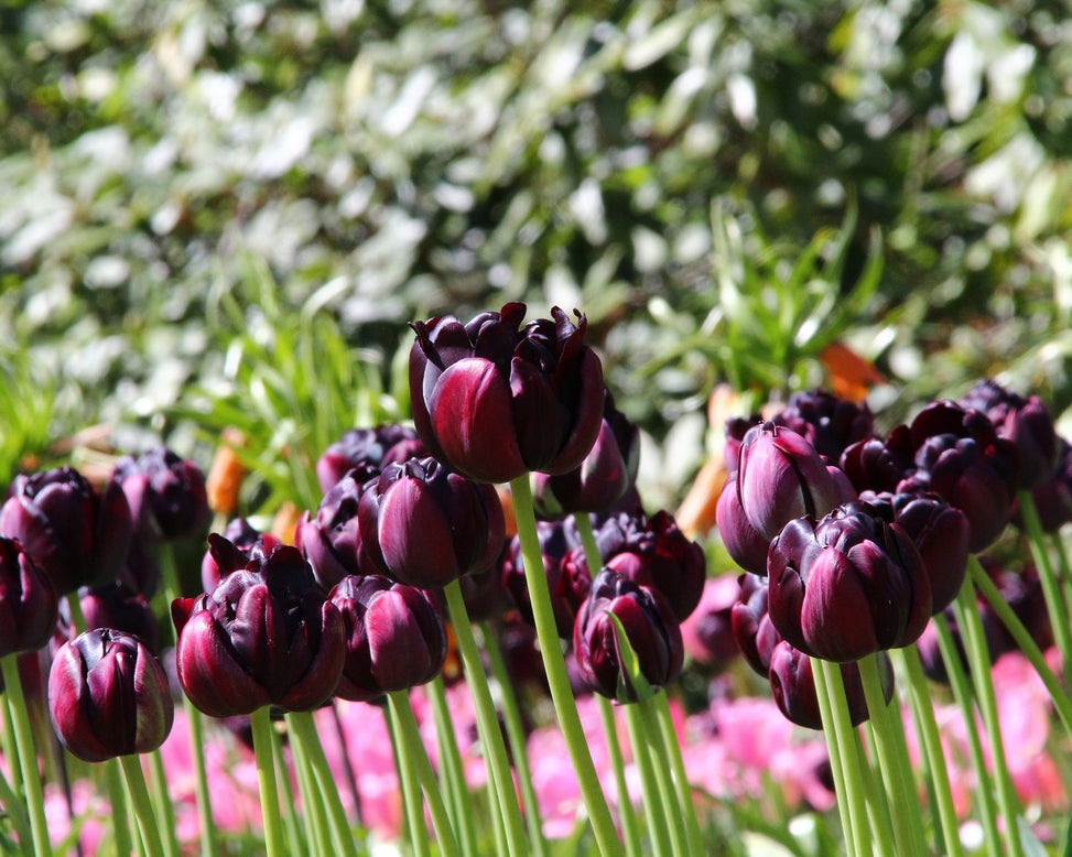 Tulip 'Black Hero'