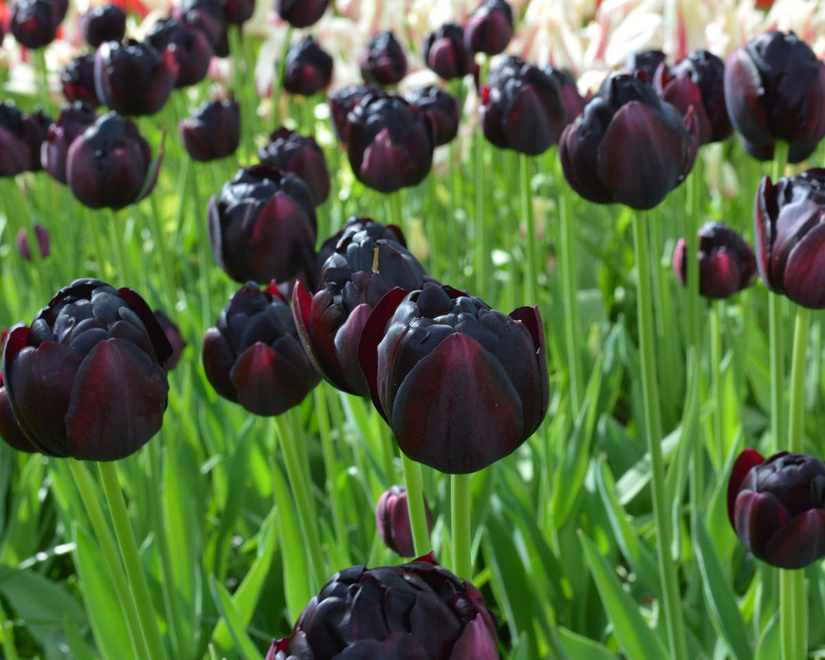 Flower BulbsBlack Hero Bulbs UK - 5