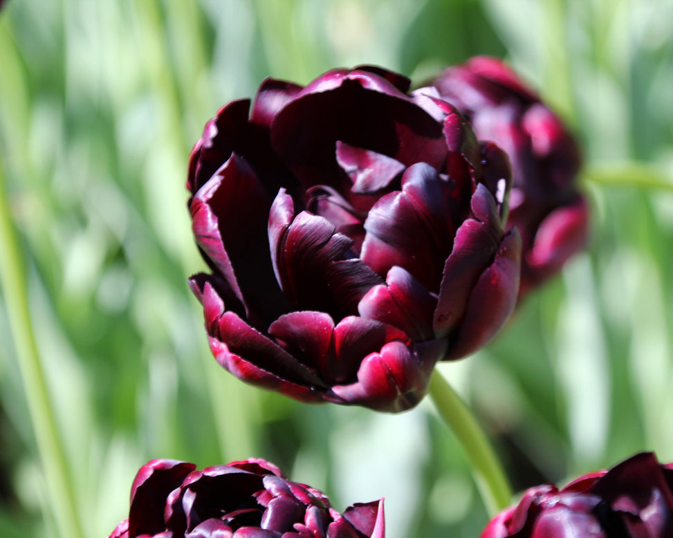 Tulip 'Black Hero'