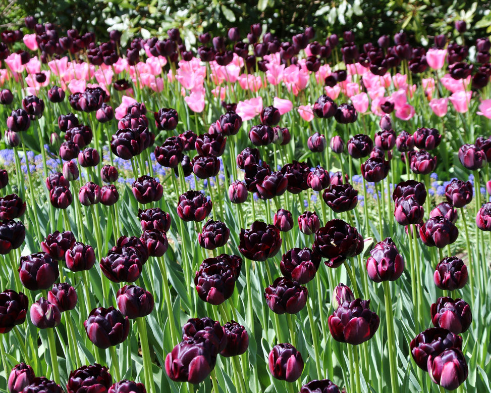 Tulip 'Black Hero'