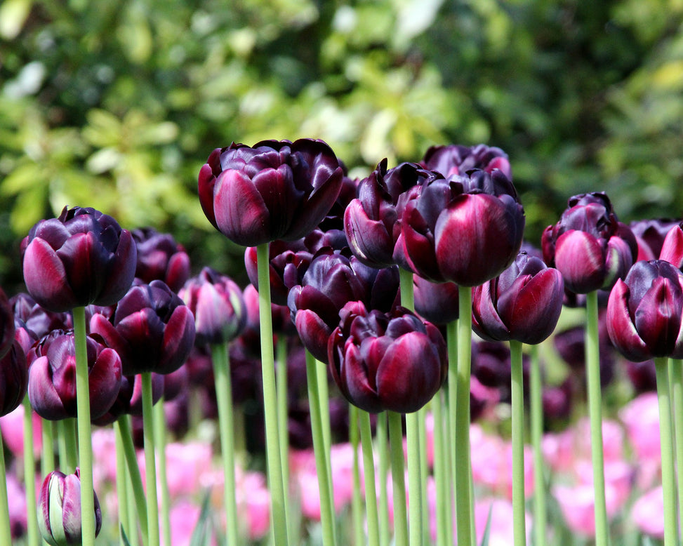 Tulip 'Black Hero'