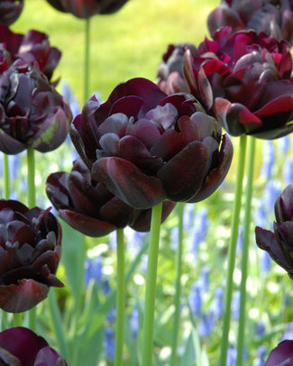 Flower BulbsBlack Hero Bulbs UK - 1