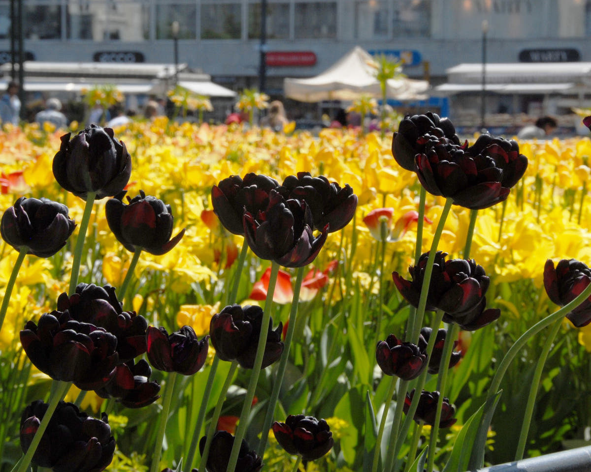 Flower BulbsBlack Hero Bulbs UK - 3