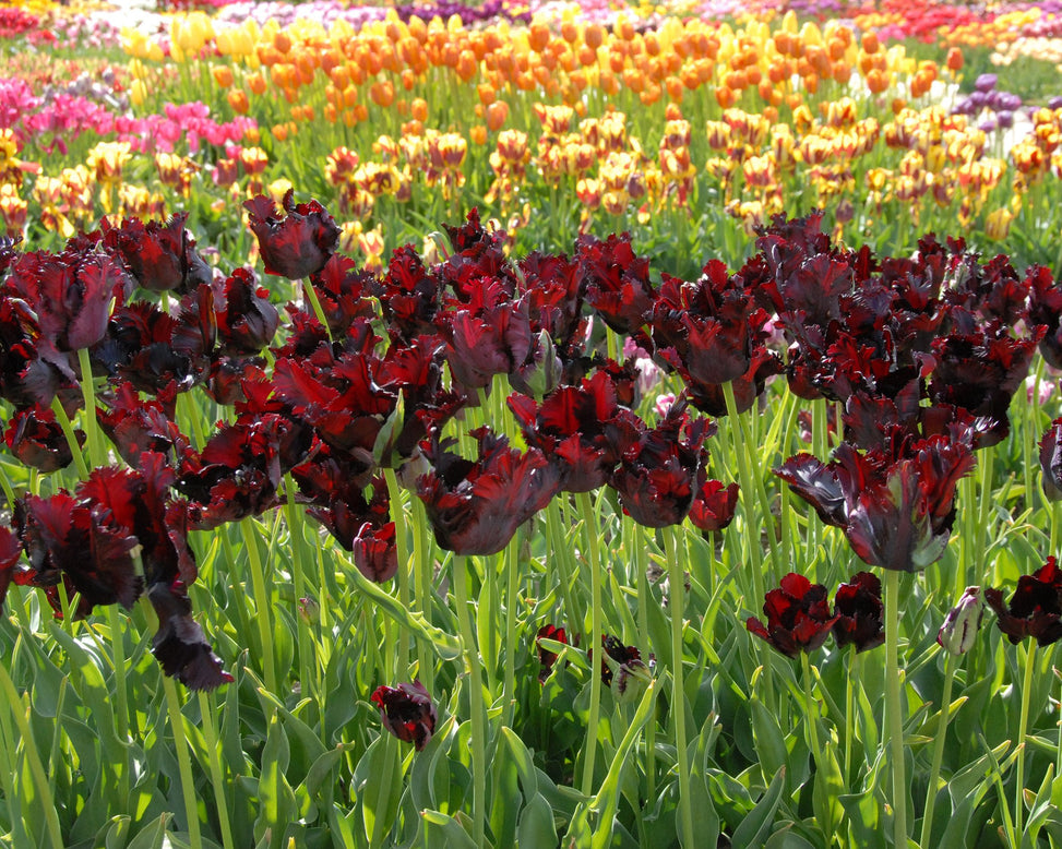 Flower BulbsBlack Parrot Bulbs UK - 2