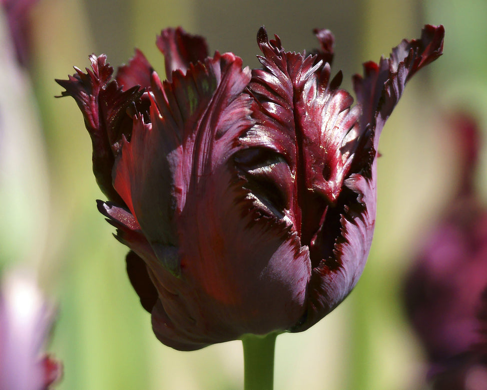 Tulip 'Black Parrot'