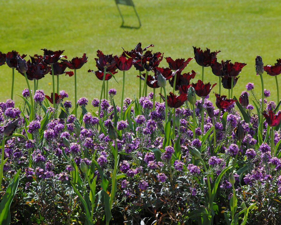 Flower BulbsBlack Parrot Bulbs UK - 4