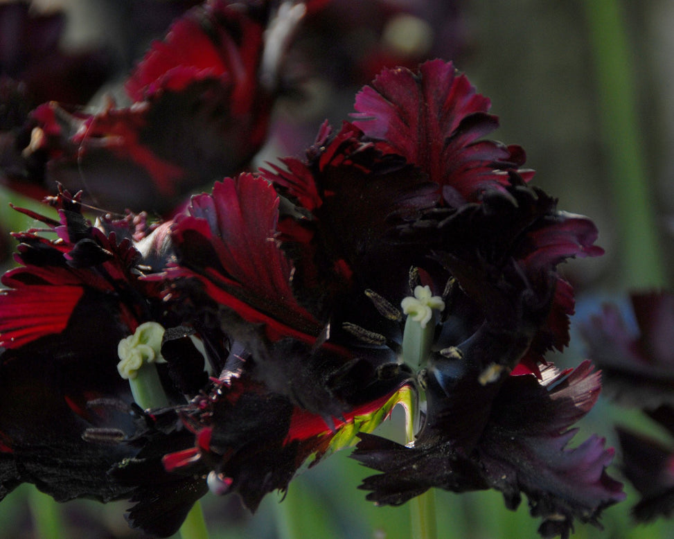 Flower BulbsBlack Parrot Bulbs UK - 5