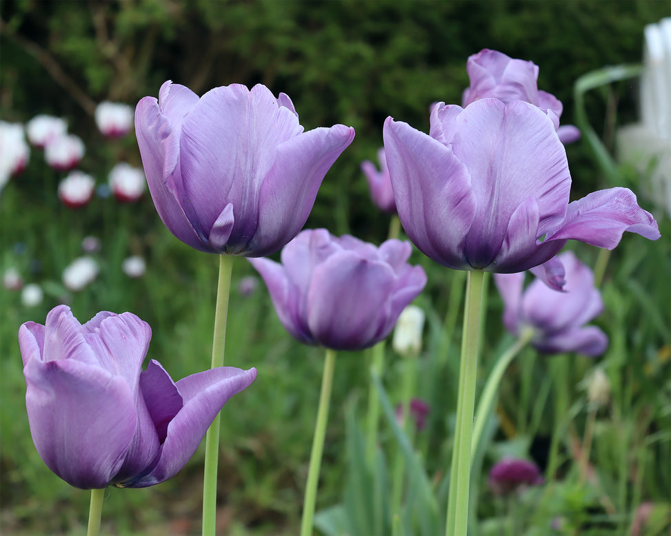 Tulip 'Bleu Aimable'
