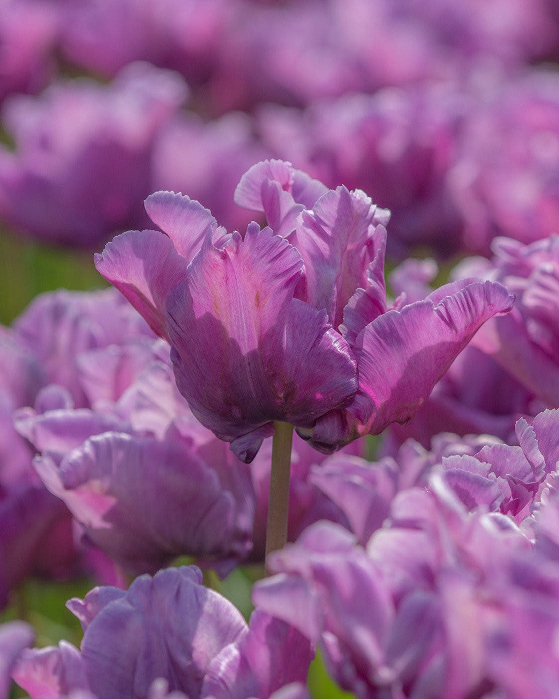Flower BulbsBlue Parrot Bulbs UK - 1