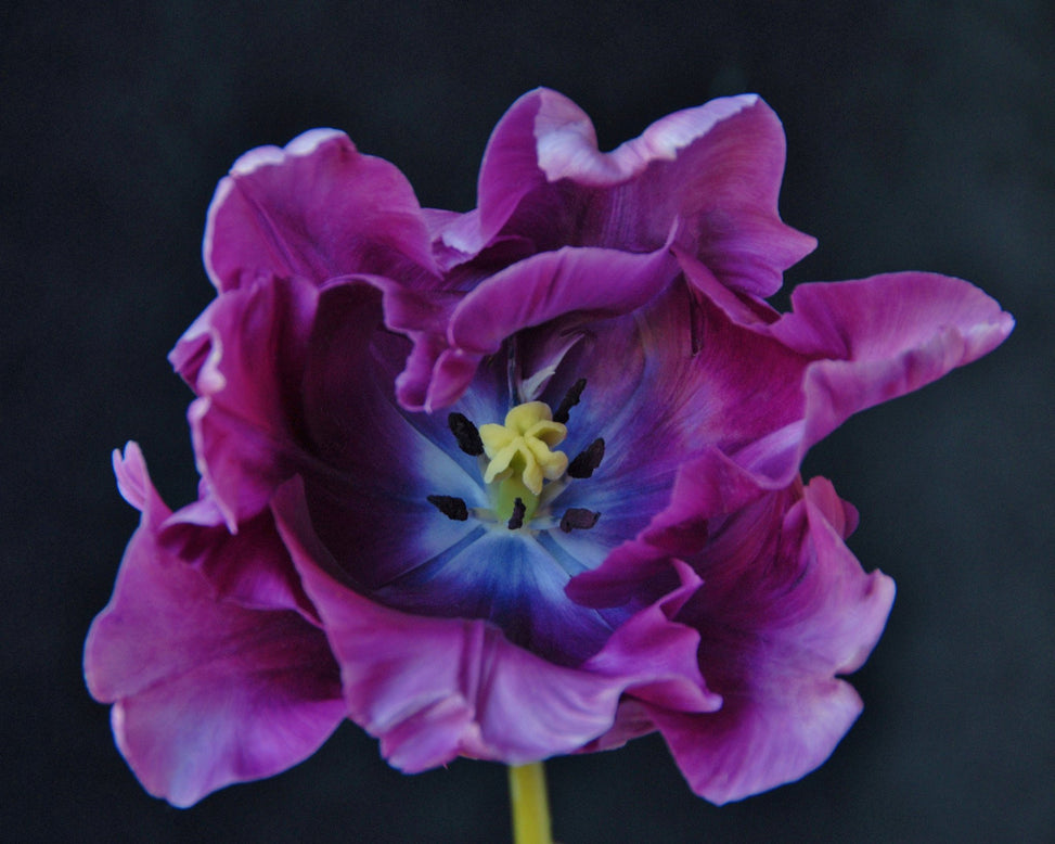 Flower BulbsBlue Parrot Bulbs UK - 3
