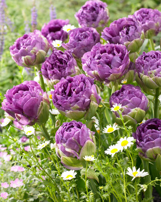 Tulip 'Blue Wow'