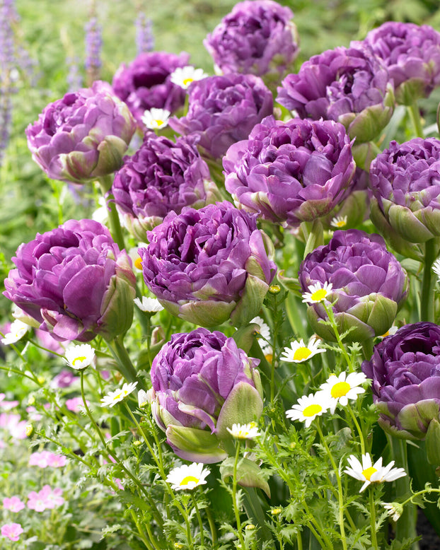 Tulip 'Blue Wow'