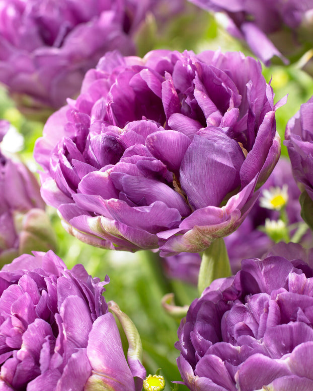 Tulip 'Blue Wow'