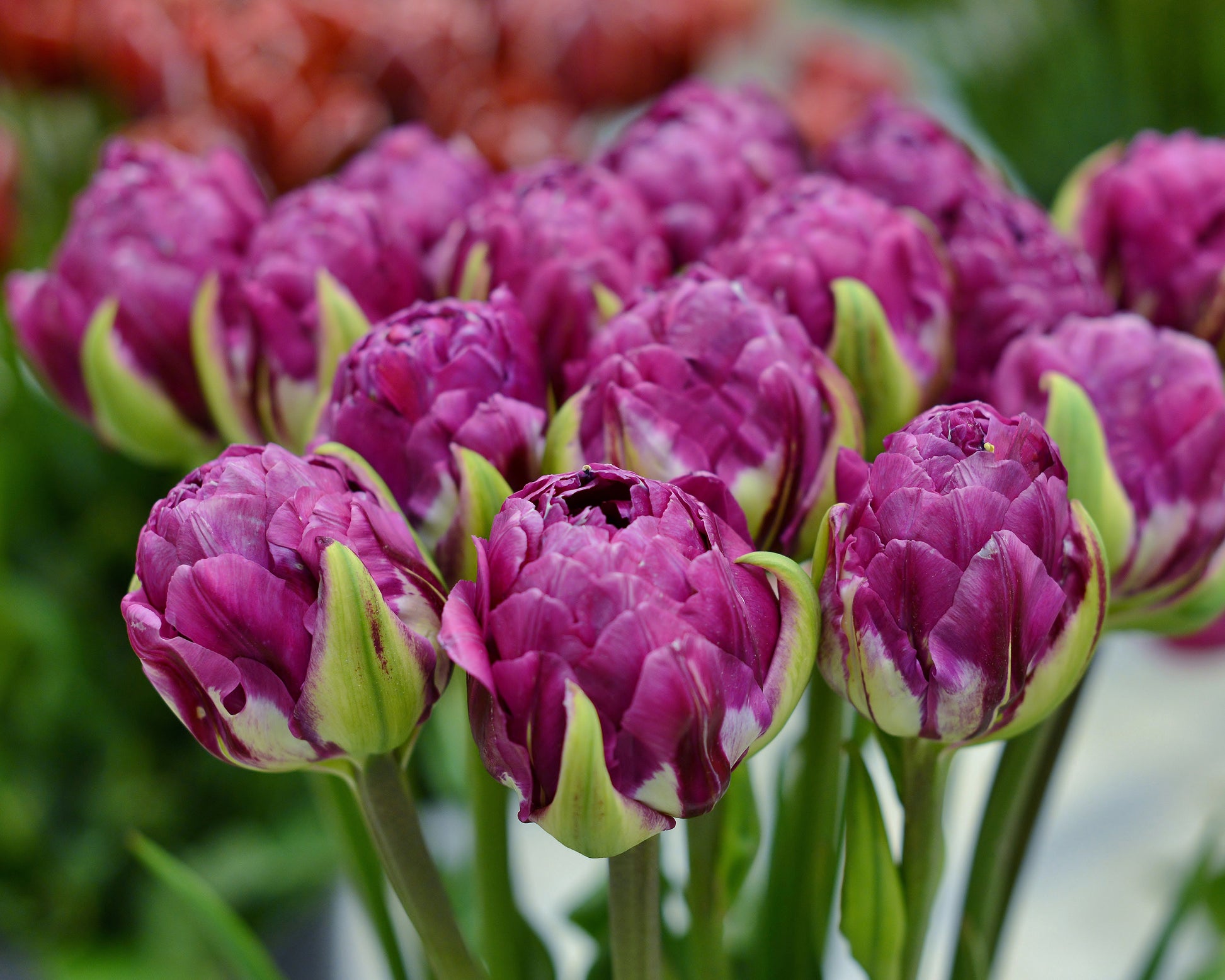 Tulip 'Blue Wow' bulbs — Buy online at Farmer Gracy UK