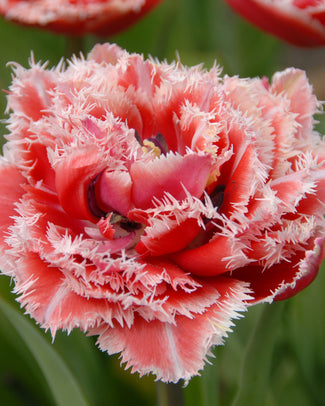 Flower BulbsBrest Bulbs UK - 1