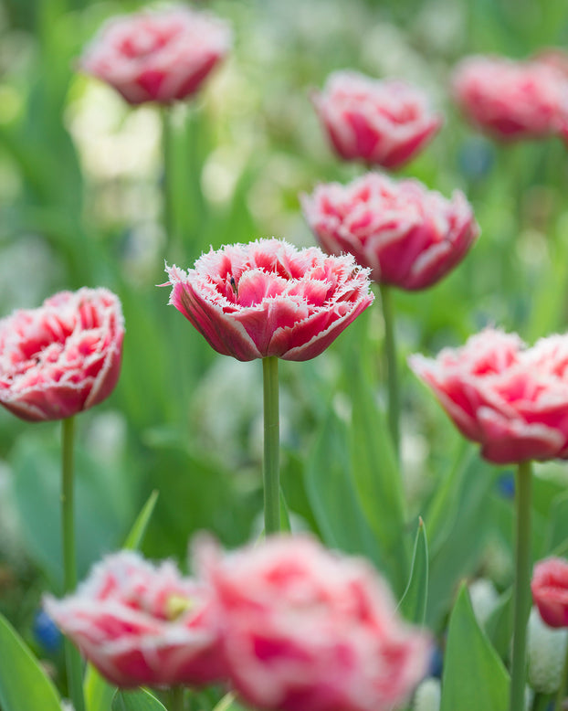 Flower BulbsBrest Bulbs UK - 2
