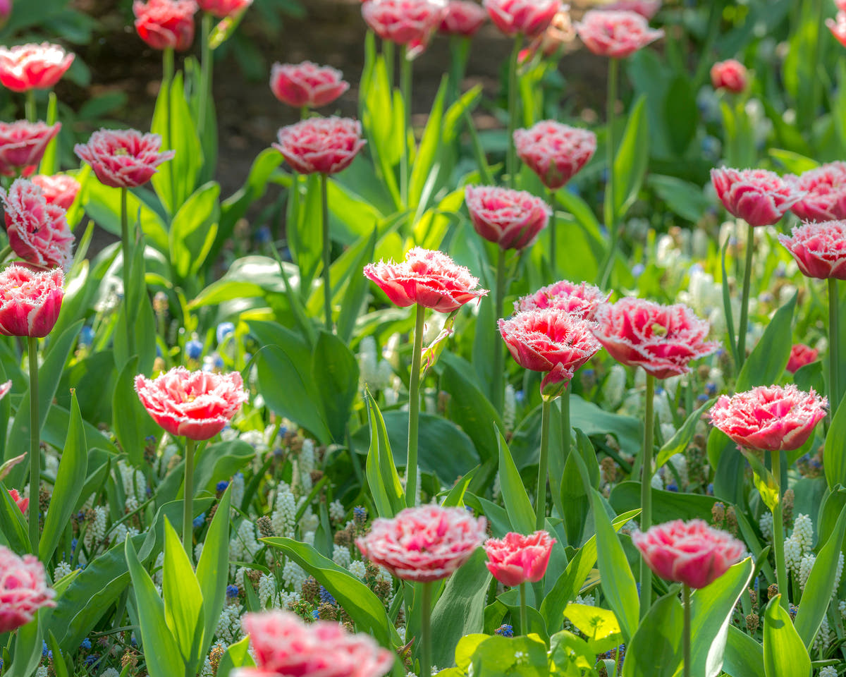 Flower BulbsBrest Bulbs UK - 3