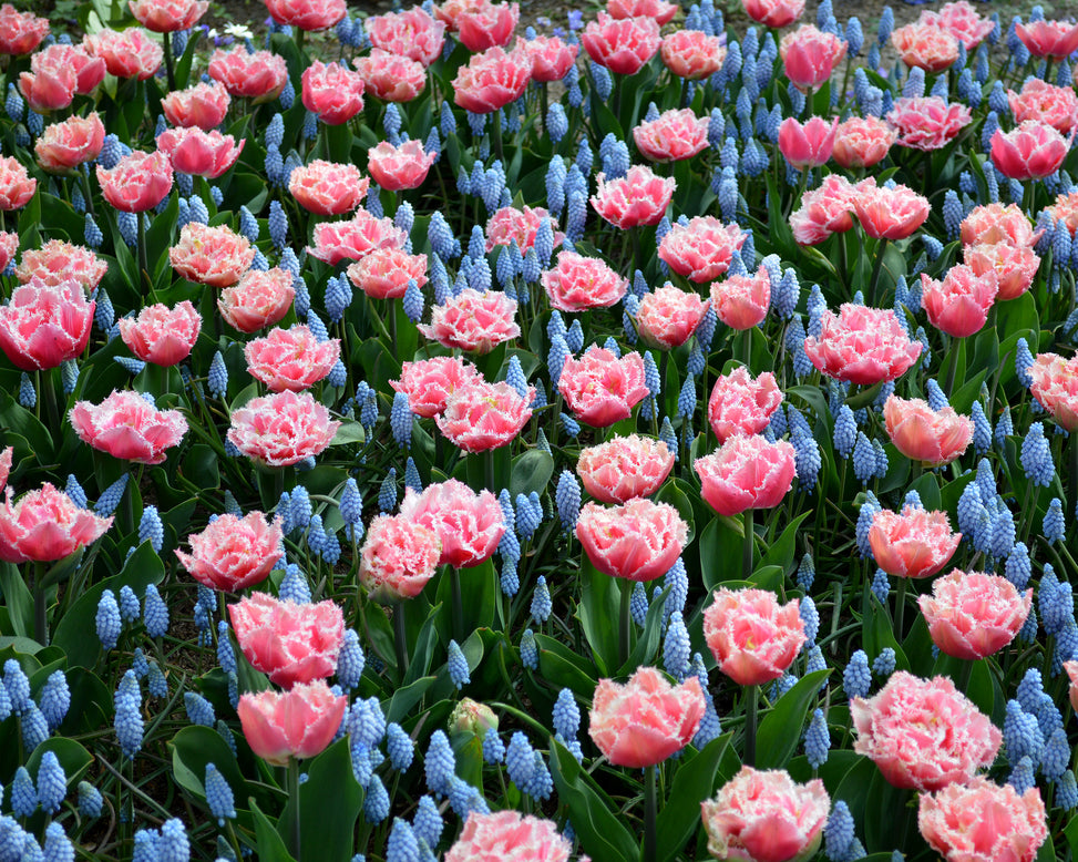 Tulip 'Queensland'