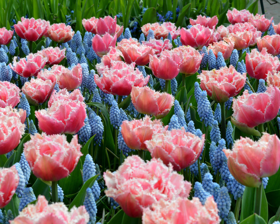 Tulip 'Queensland'