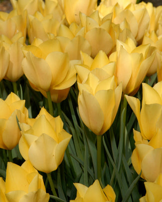 Tulip 'Bright Gem'