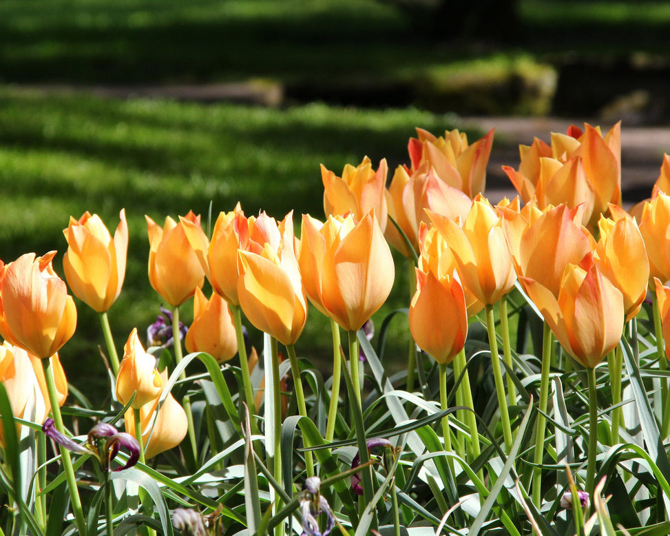 Tulip 'Bright Gem'