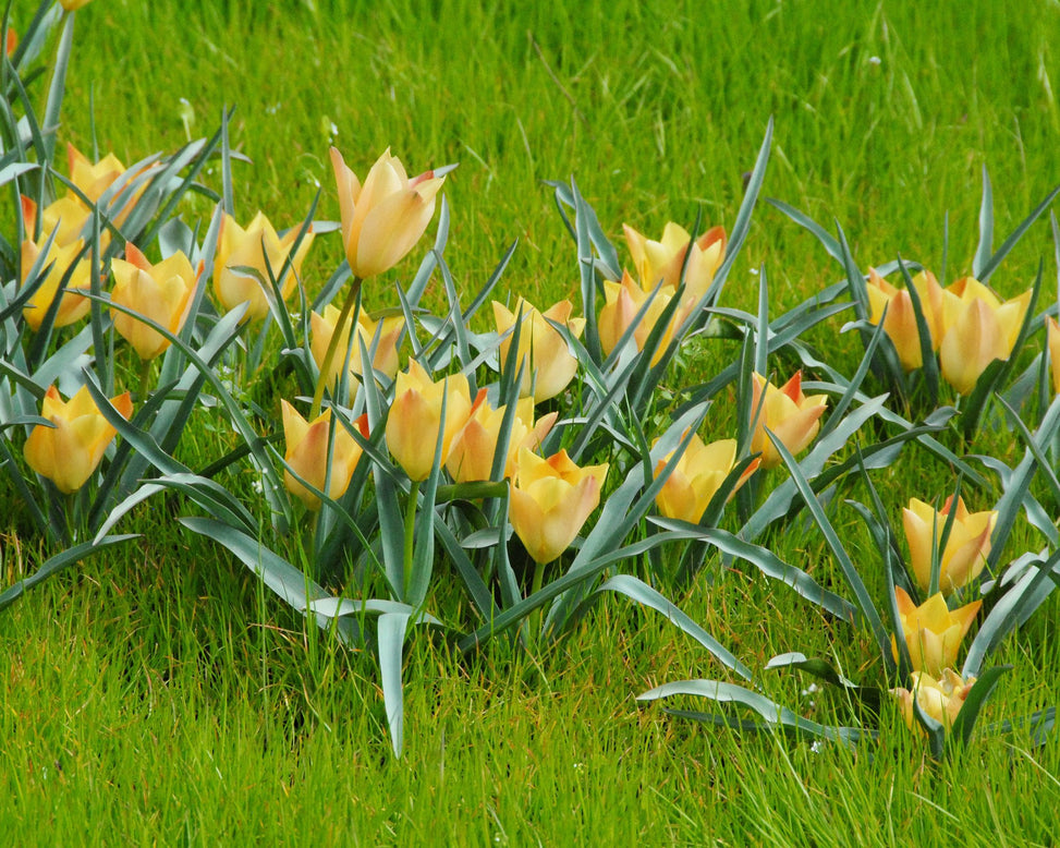 Flower BulbsBright Gem Bulbs UK - 2