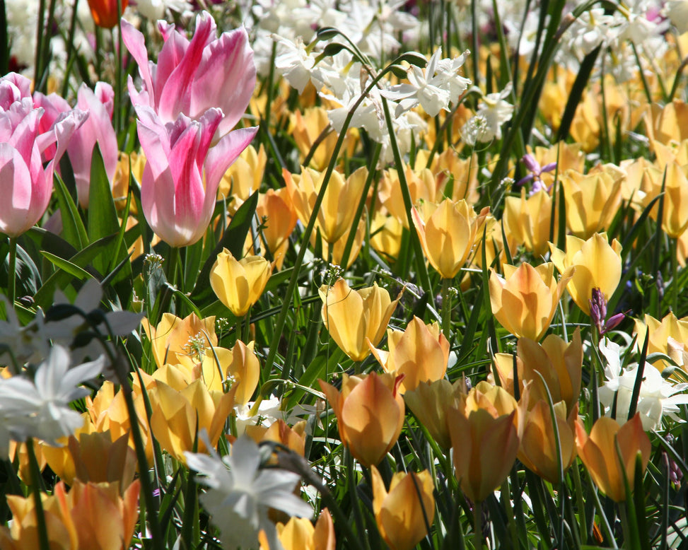 Tulip 'Bright Gem'