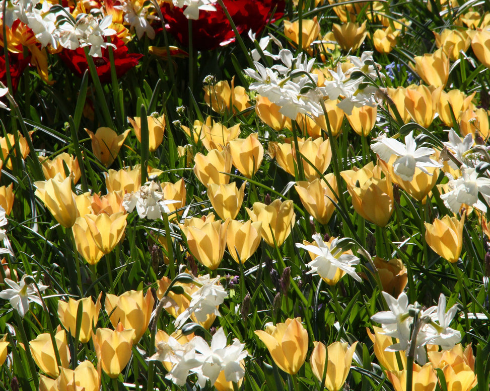 Tulip 'Bright Gem'