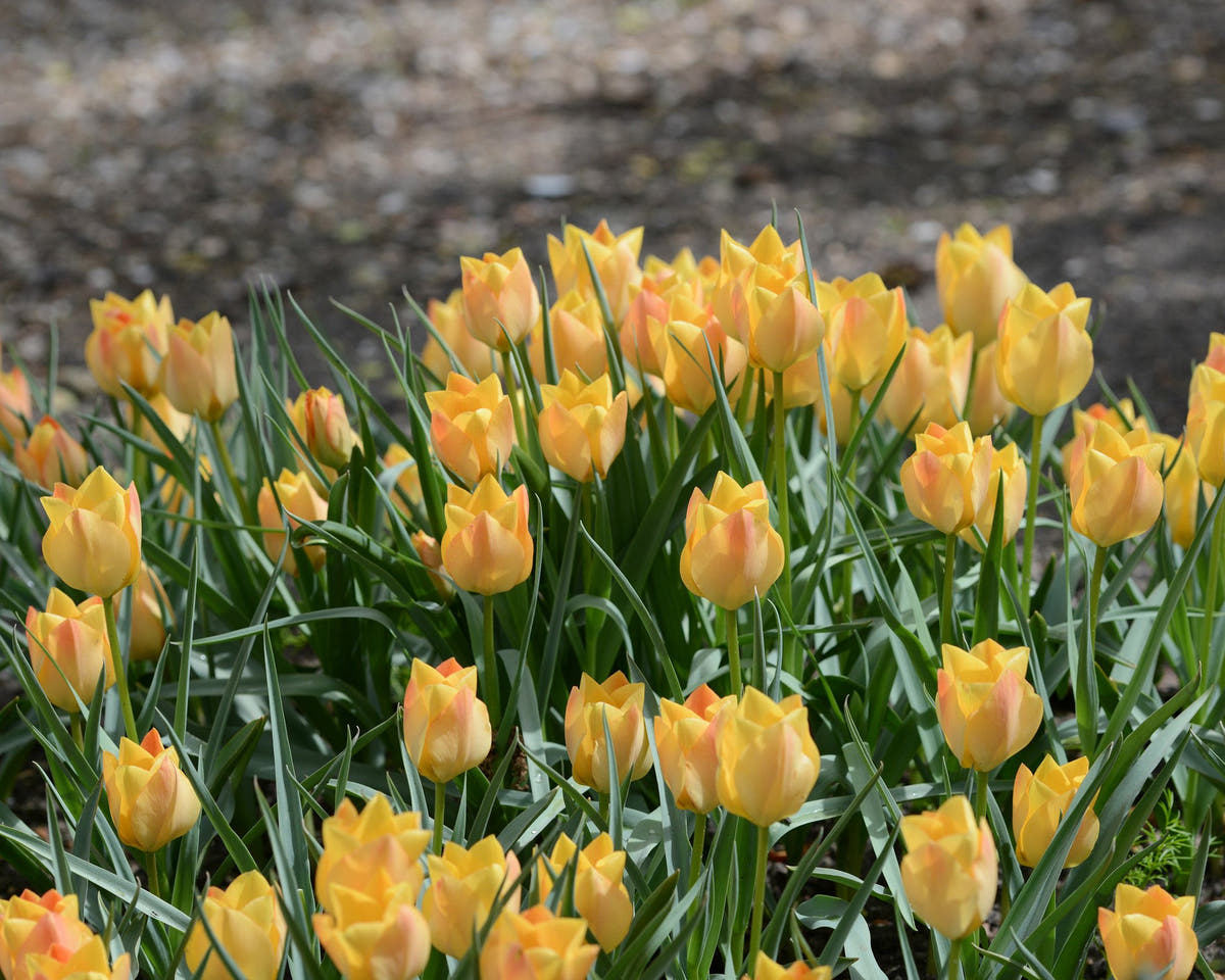 Flower BulbsBright Gem Bulbs UK - 5