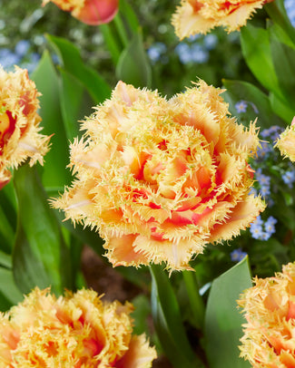 Tulip 'Brisbane'
