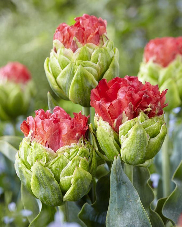 Tulip 'Bull's Eye'