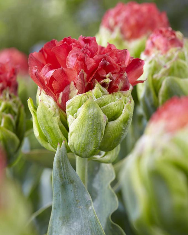 Tulip 'Bull's Eye'