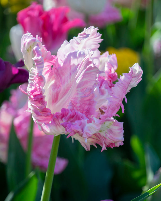 Tulip 'Cabanna'