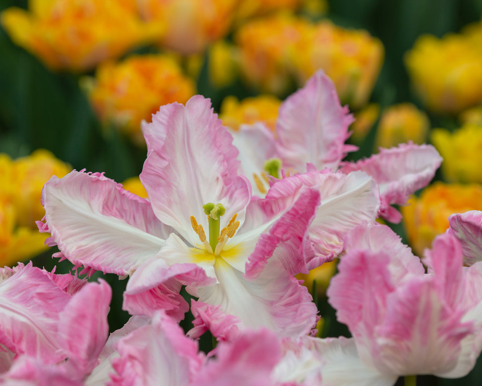 Tulip 'Cabanna'