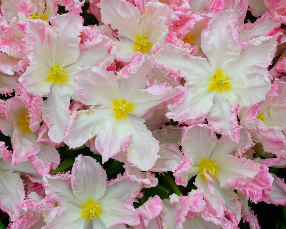 Tulip 'Cabanna'