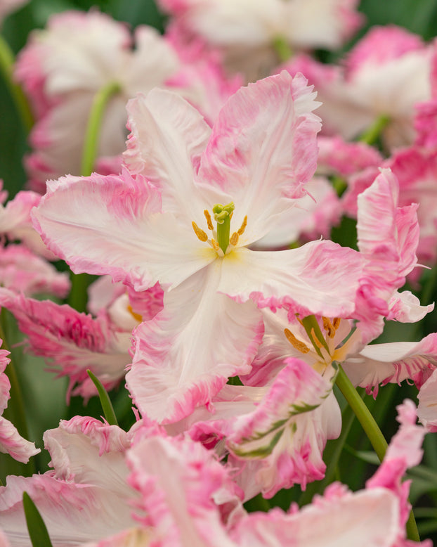 Tulip 'Cabanna'