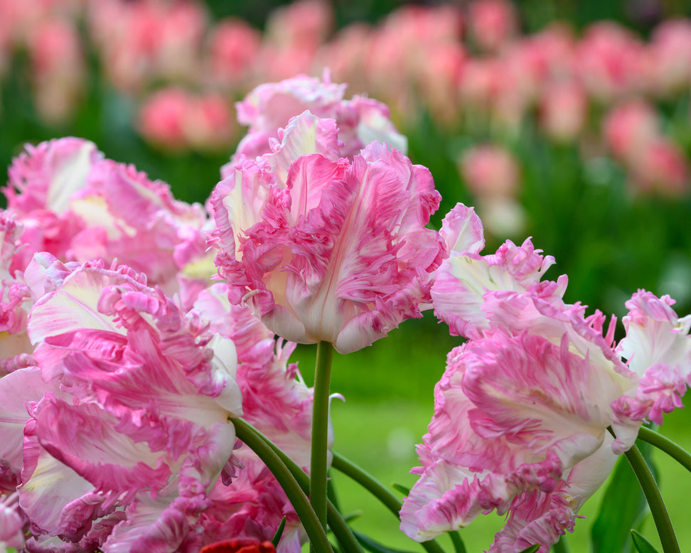 Tulip 'Cabanna'