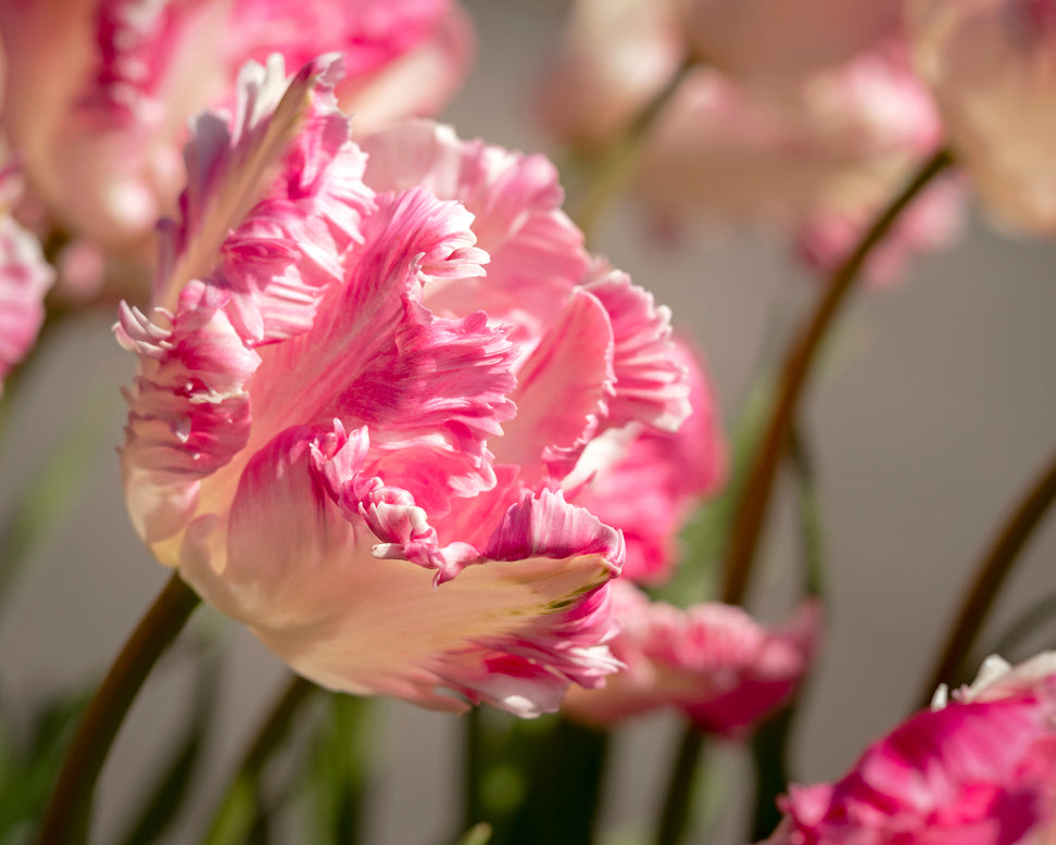 Tulip 'Cabanna'